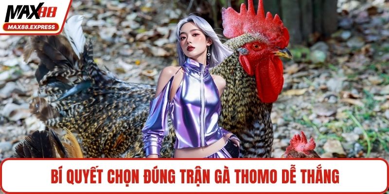 Bí quyết chọn đúng trận gà Thomo dễ thắng