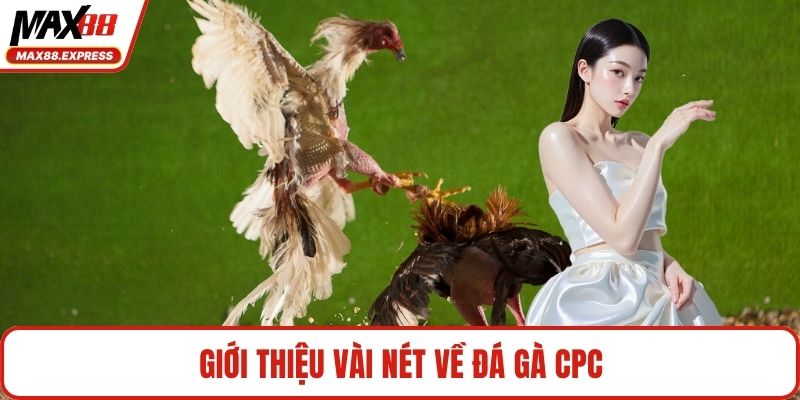 Giới thiệu vài nét về đá gà CPC