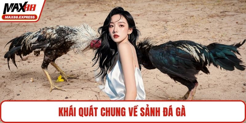 Khái quát chung về sảnh đá gà 