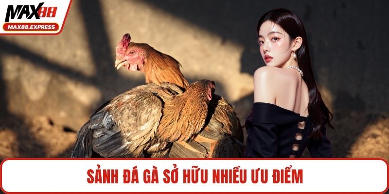 Sảnh đá gà sở hữu nhiều ưu điểm